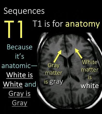 anatomy